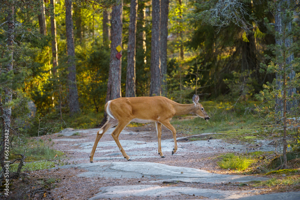White-tailed deer (Odocoileus virginianus) crossing a hiking trail