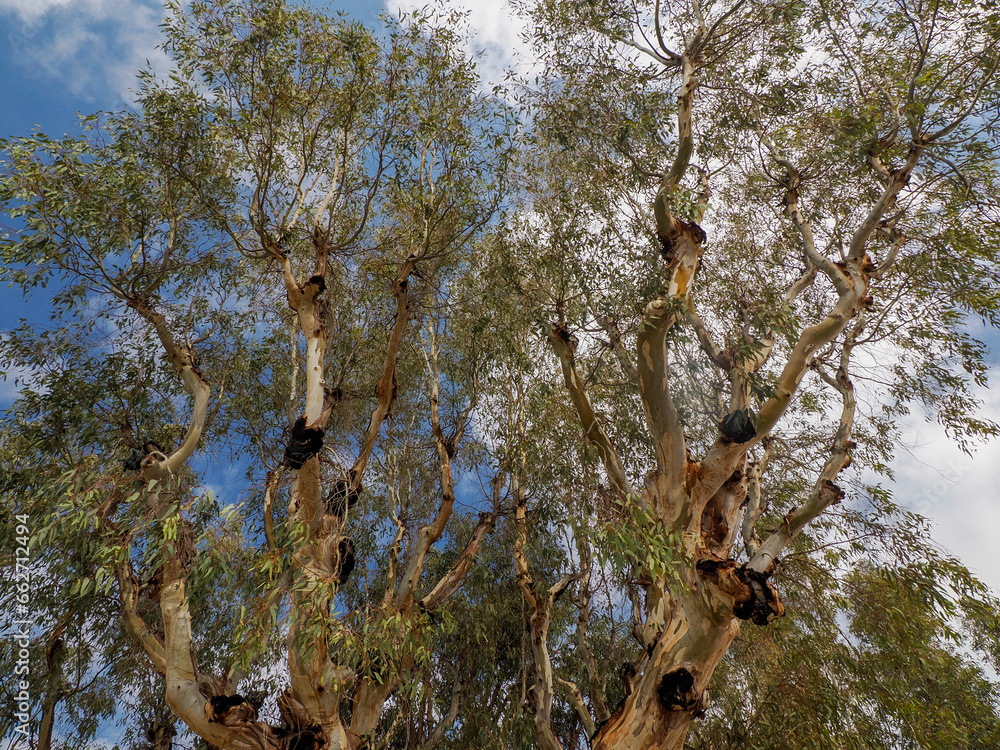 Rainbow eucalyptus tree in porquerolles island france