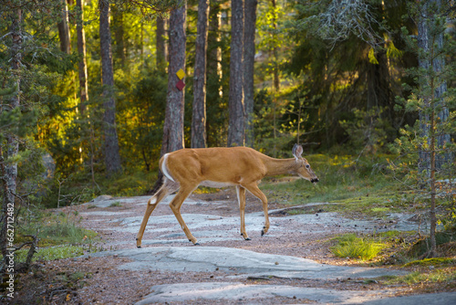Fototapeta Naklejka Na Ścianę i Meble -  White-tailed deer (Odocoileus virginianus) crossing a hiking trail