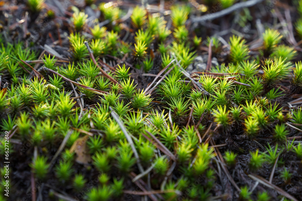 Haircap moss or hair moss (Polytrichum) close up in nature Haircap moss or hair moss (Polytrichum) close up in nature