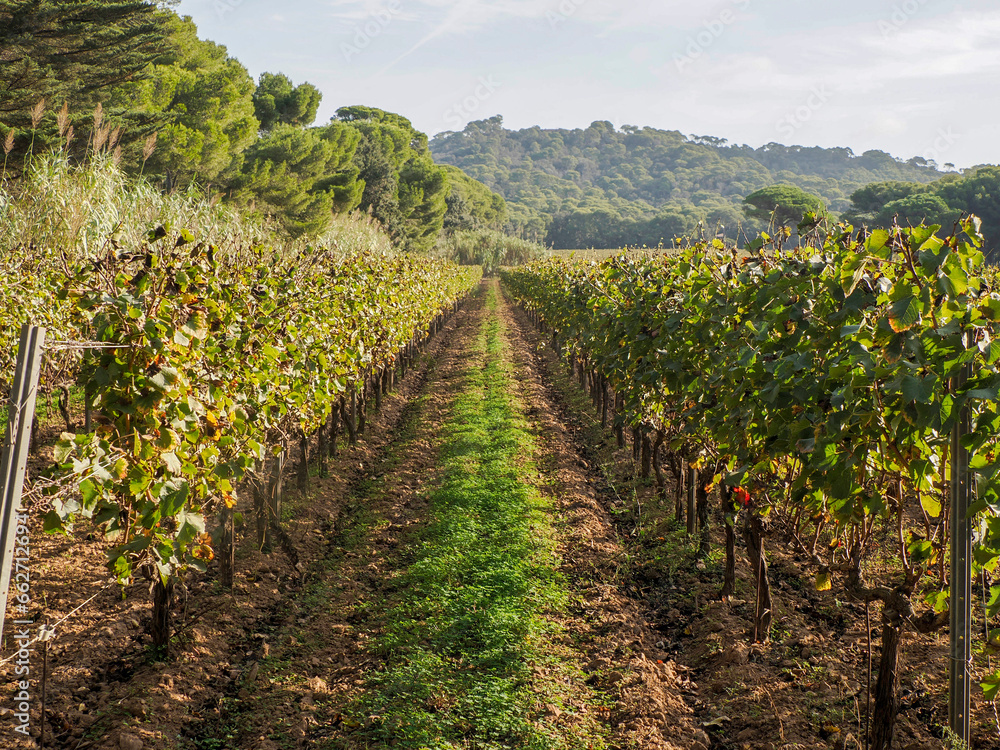 vineyards wine grapes field in porquerolles island france panorama landscape