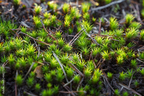Haircap moss or hair moss (Polytrichum) close up in nature photo