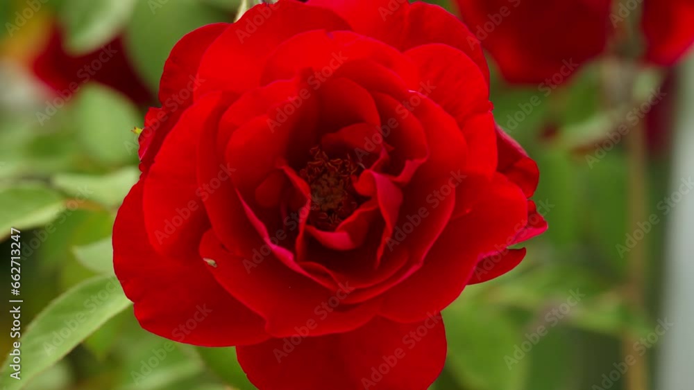 A beautiful background on which a red rose opens its bud. The flower is grown with love in the garden. High quality 4k footage A beautiful background on which a red rose opens its bud. The flower is grown with love in the garden. High quality 4k footage
