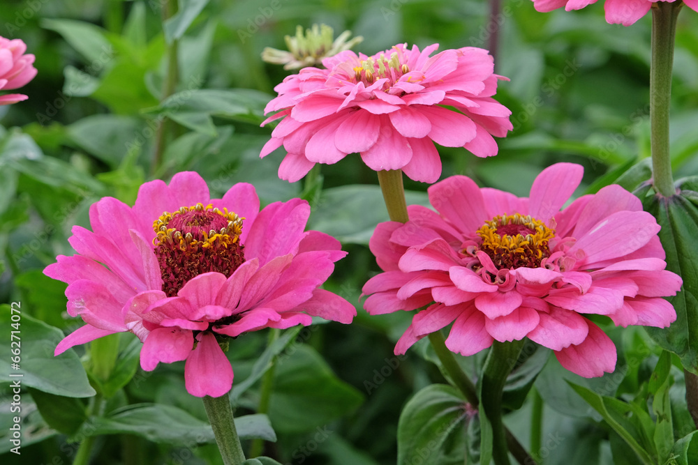 Obraz premium Pink common Zinnia elegans 'Super Yoga Rose' in flower.