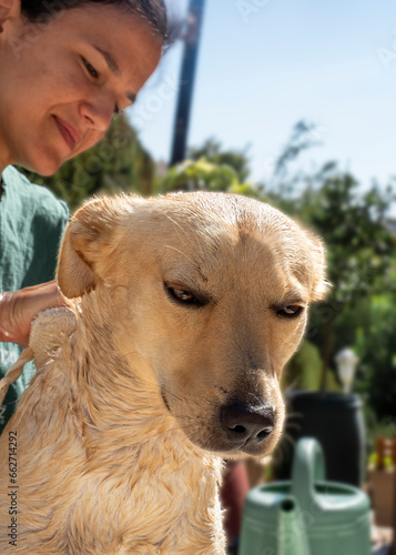 Perro de raza labrador tomando un baño
