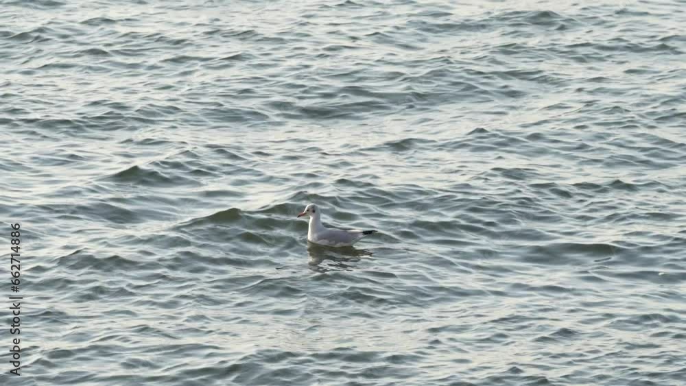 seagull in the beautiful sunrise on the ocean shore. detail. 4k video, 50 fps. seagull in the beautiful sunrise on the ocean shore. detail. 4k video, 50 fps.