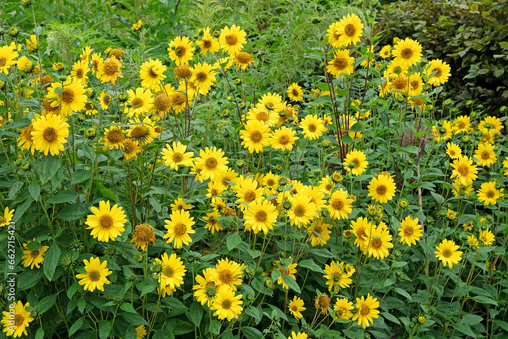 Yellow Heliopsis helianthoides, false sunflower, in bloom.