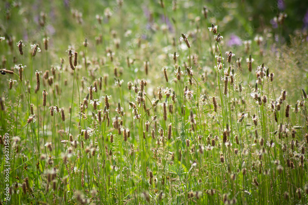 Fototapeta premium summer grass meadow
