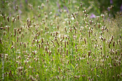 summer grass meadow