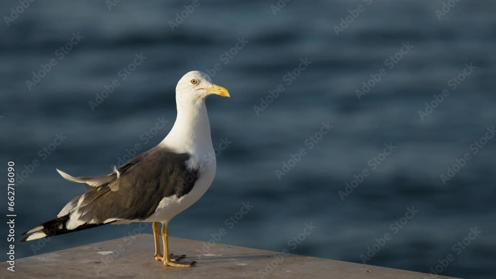 seagull in the beautiful sunrise on the ocean shore. detail. 4k video, 50 fps. seagull in the beautiful sunrise on the ocean shore. detail. 4k video, 50 fps.