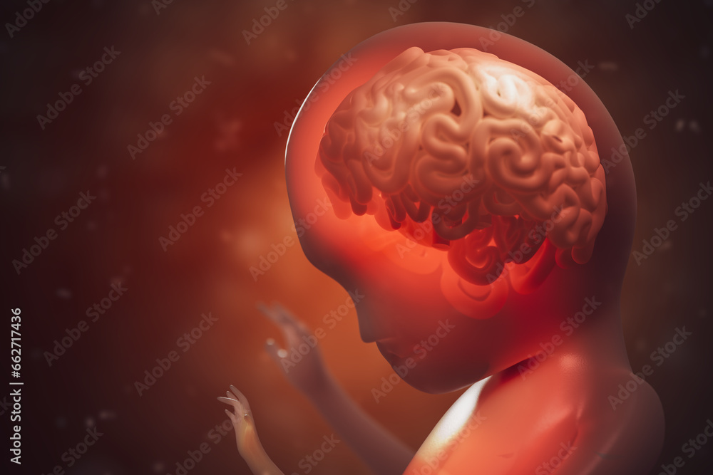 Brain development during pregnancy of unborn baby. 3D rendered illustration. Brain development during pregnancy of unborn baby. 3D rendered illustration.