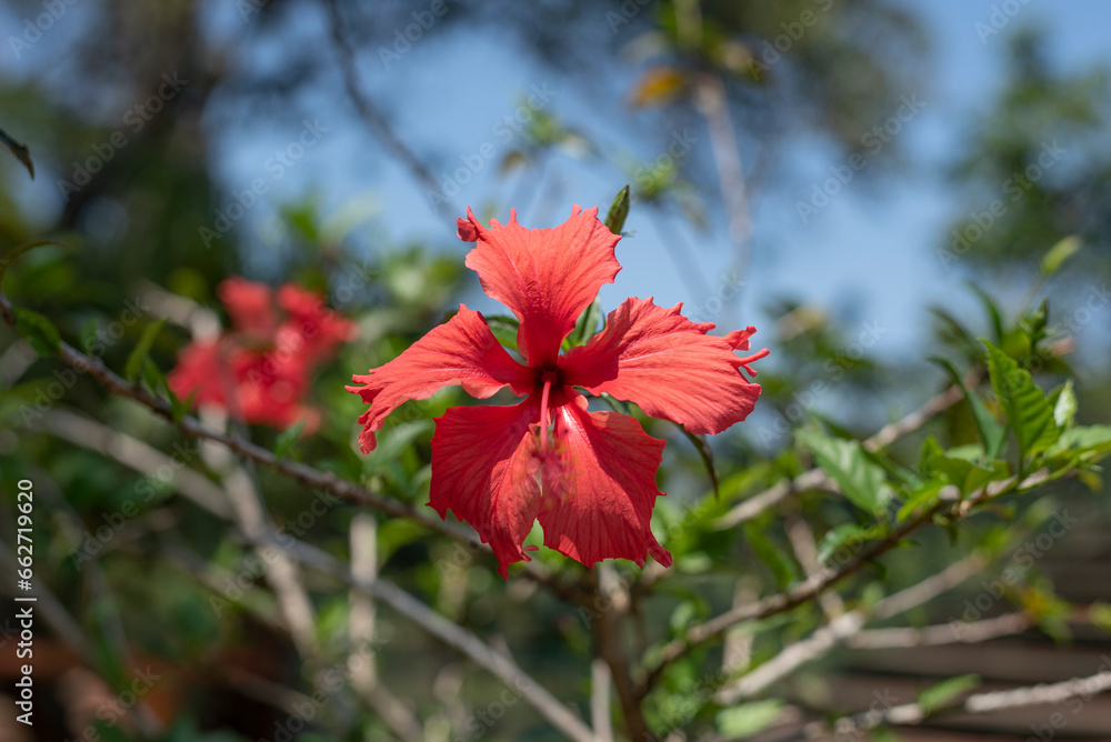 Hibiscus, Hibiscus rosa-sinensis, red flower, Hibisco Variegata, flor vermelha,