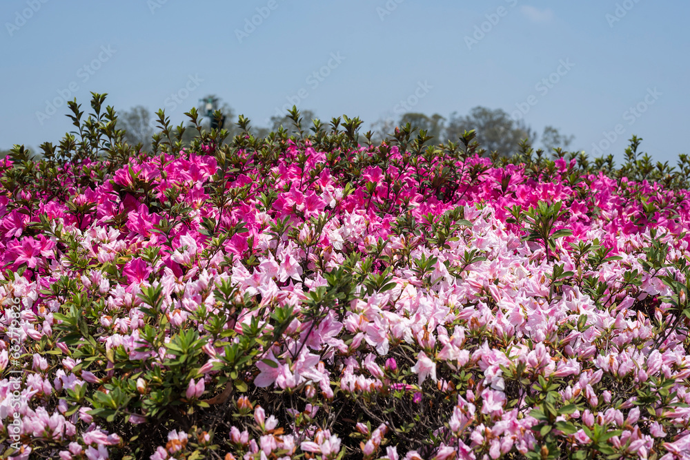 Azaleas flowers, pink and white, Azalea, colorful, Spring season, beautiful, natural Azaleas flowers, pink and white, Azalea, colorful, Spring season, beautiful, natural