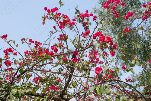Red Bougainvillea, thorny ornamental vines, bushes,   Nyctaginaceae. Red flowers in the Spring season