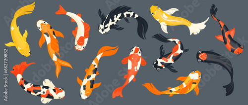 Koi fish collection. Exotic asian goldfish, colorful traditional carp in pond, chinese koi pond decoration cartoon style. Vector isolated set