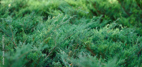 Green juniper bush in the park on a summer day, coniferous plant