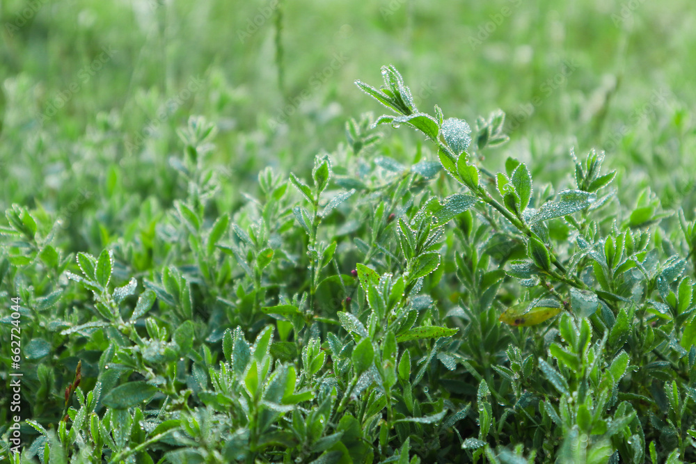 Polygonum aviculare green grass covered with dew drops in the early morning. Water drops on knotweed grass. Blurred background. Macro. Polygonum aviculare green grass covered with dew drops in the early morning. Water drops on knotweed grass. Blurred background. Macro.