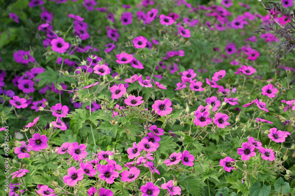 Pink Hardy geranium cranesbill 'Giuseppii' in flower.