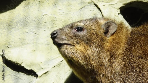 rock hyrax close up outdoor