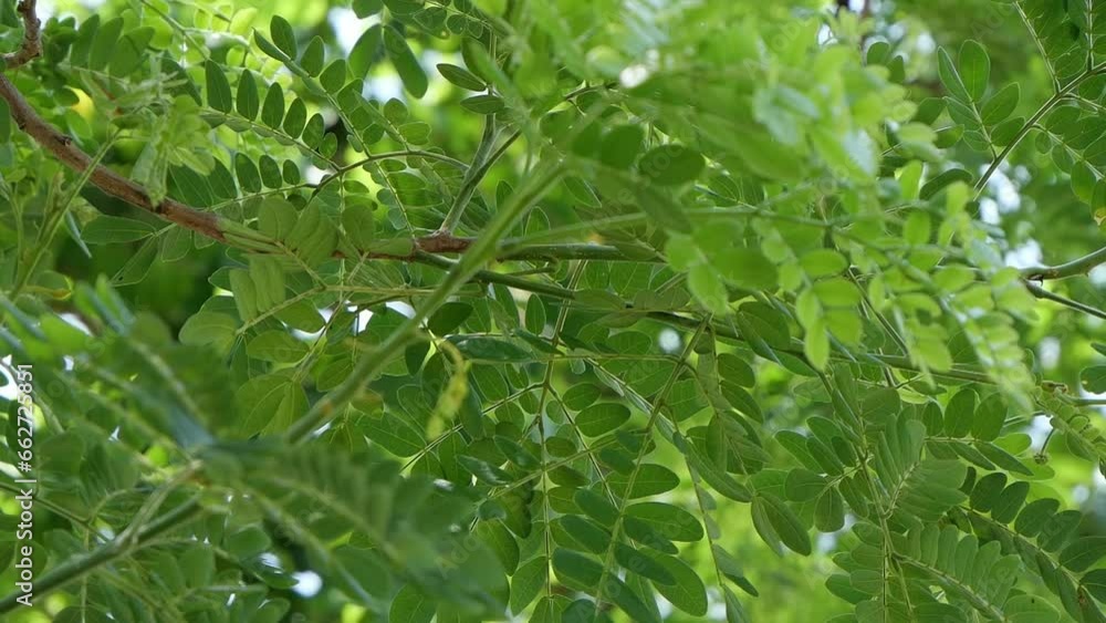 Close-up A gentle breeze blows the leaves or move slowly. Close-up A gentle breeze blows the leaves or move slowly.