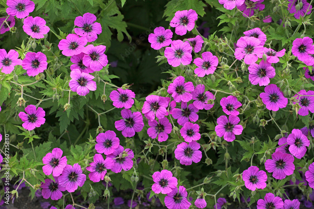 Pink Hardy geranium cranesbill 'Giuseppii' in flower. Pink Hardy geranium cranesbill 'Giuseppii' in flower.
