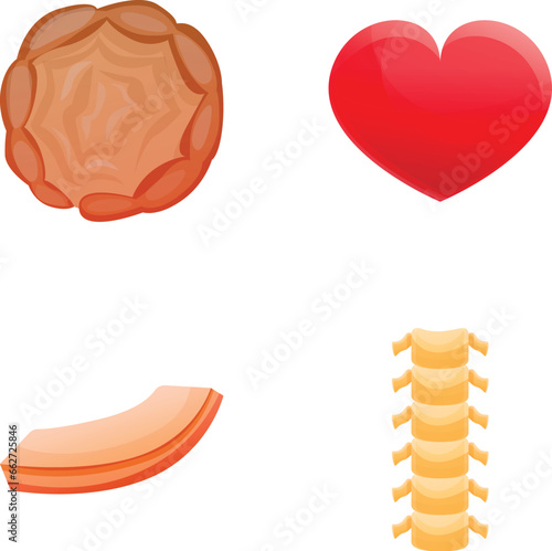 Organ image icons set cartoon vector. Heart and part of spine. Physiology, science