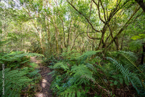 Forest hike in the sunlight with friends