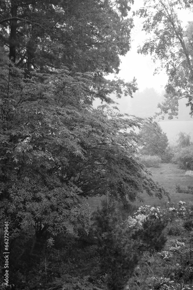 forest in the fog in black and white