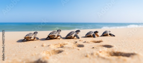 Baby turtles heading towards the ocean With copyspace for text