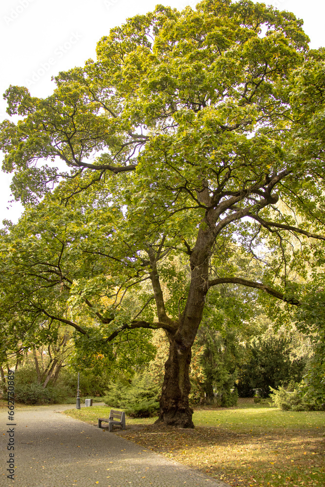 Fototapeta premium 16.10.2023 Białystok Polska. Czekając na spotkanie.
