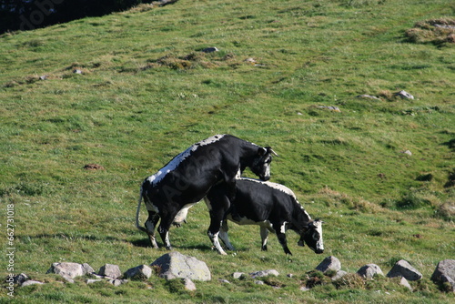 Vaches de race vosgienne au lieu-dit Schiessroth, commune de Muhlbach-sur-Munster (Massif des Vosges, Alsace, Haut-Rhin, France) photo