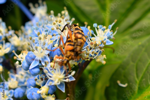 紫陽花の上に乗る昆虫のペア