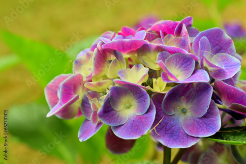 公園内に綺麗に咲く紫陽花