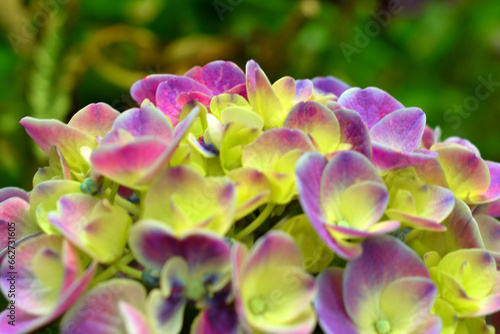 公園内に綺麗に咲く紫陽花