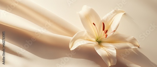 Single lily bloom on the pastel background. Minimalist wedding floral design with white lily flower. 