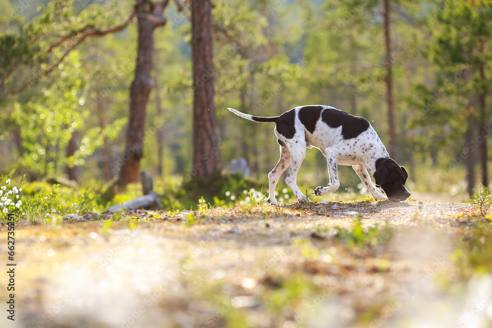 Dog english pointer 