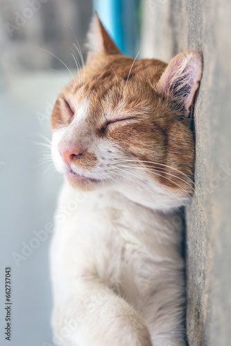 Close-up headshot of cute chubby white striped orange cat sleeps on white concrete floor