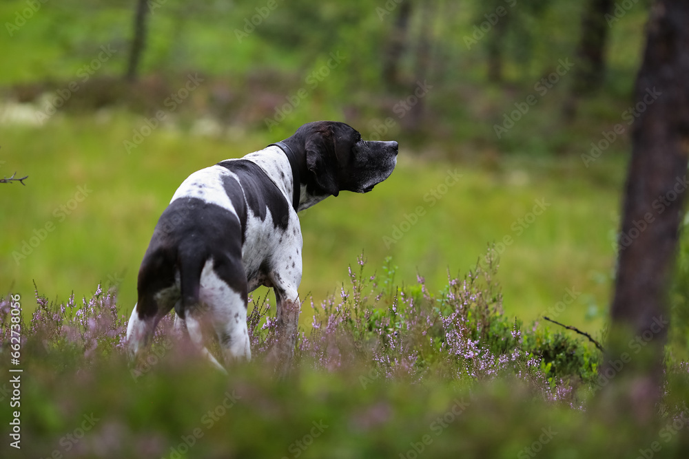 Dog english pointer 