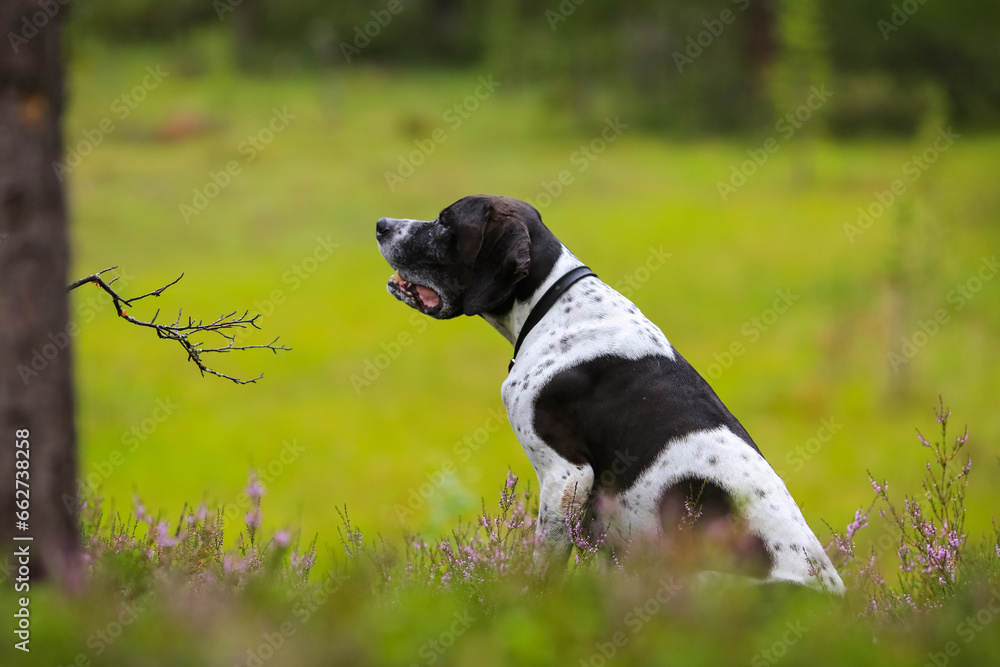 Dog english pointer 