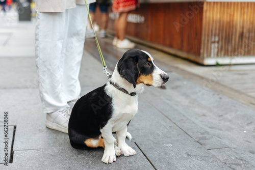 Drever dog breed puppy photo