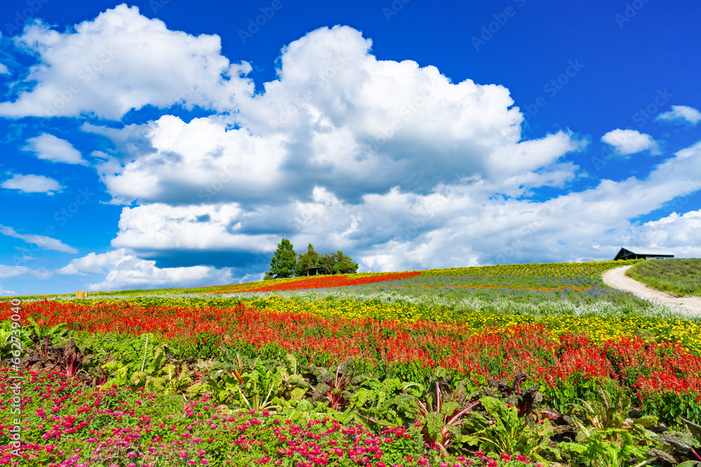 夏の北海道美瑛・富良野　かんのファームの花畑