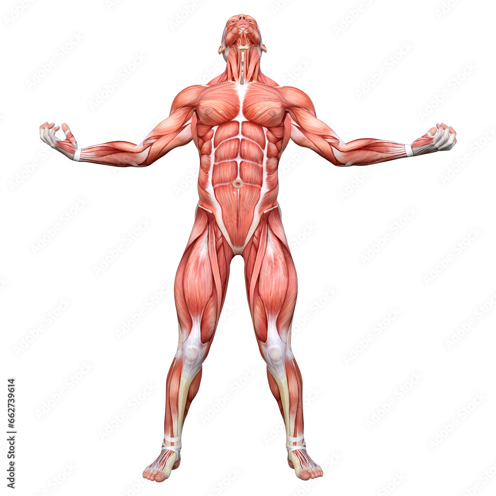 3D Rendering Male Anatomy Figure on White