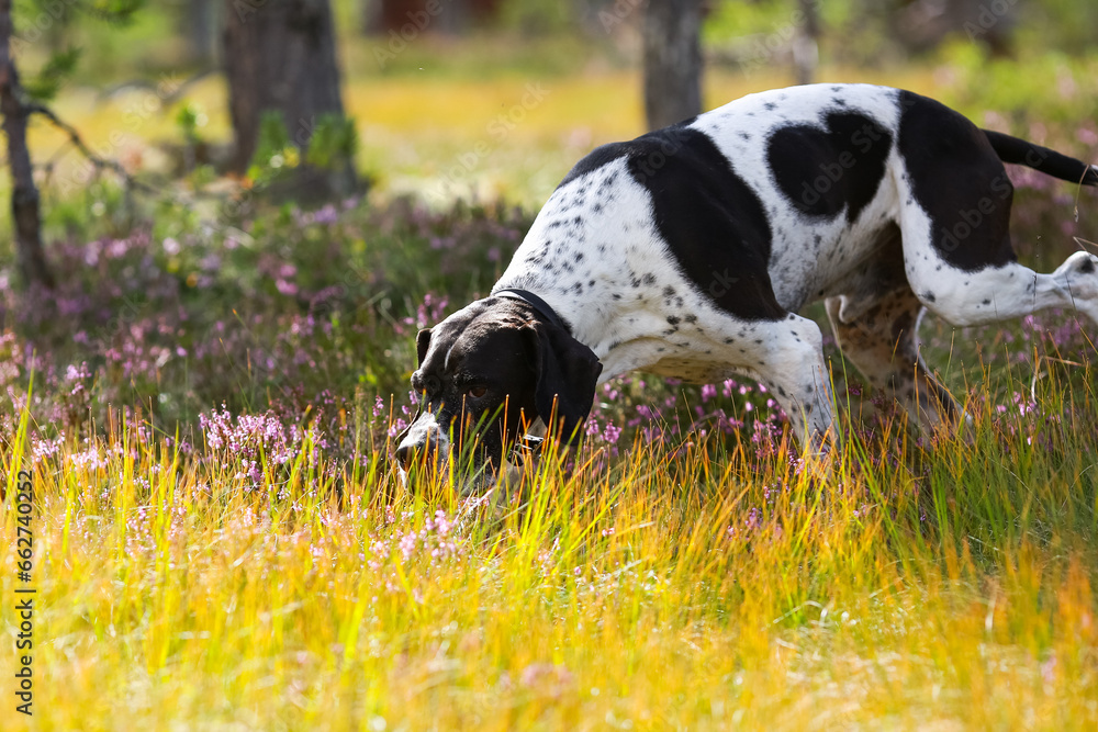 Dog english pointer 