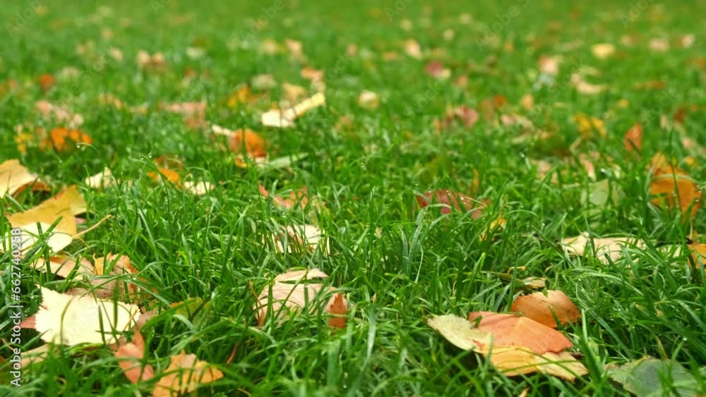 Natural autumn background with green grass and fallen yellow leaves in the forest near the river bank or park. Picturesque autumn landscape. Natural autumn background with green grass and fallen yellow leaves in the forest near the river bank or park. Picturesque autumn landscape.
