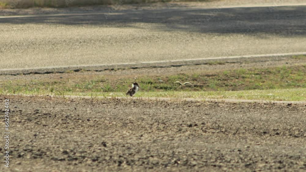 custom made wallpaper toronto digitalBaby Chick Masked Lapwing Plover Bird Grooming Cleaning Itself On Driveway Near Road. Maffra, Gippsland, Victoria, Australia. Daytime Sunny