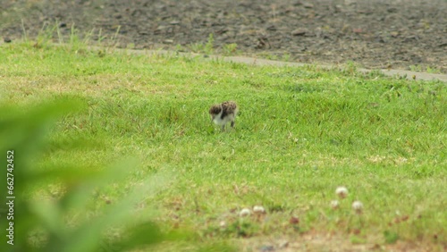 Baby Chick Masked Lapwing Plover Fledgling Standing On Grass. Maffra, Gippsland, Victoria, Australia. Daytime photo