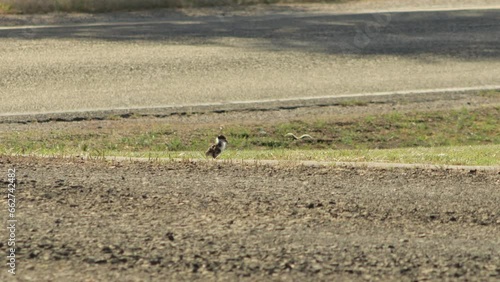 Baby Chick Masked Lapwing Plover Bird Grooming Cleaning Itself On Driveway Near Road. Maffra, Gippsland, Victoria, Australia. Daytime Sunny photo