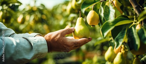 Farmer inspecting organic pears hand holding ripe fruit With copyspace for text