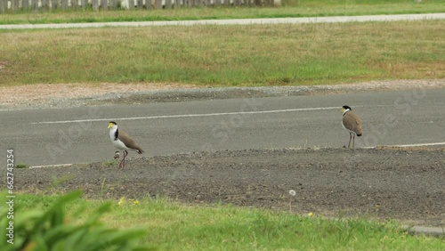 Masked Lapwing Plover Birds and Baby Chick Standing Next To Road. Maffra, Gippsland, Victoria, Australia. Daytime photo