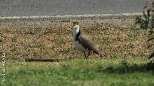 Masked Lapwing Plover Bird Standing Next To Road. Maffra, Gippsland, Victoria, Australia. Daytime Sunny photo